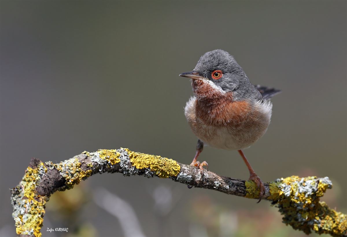 Subalpine Warbler