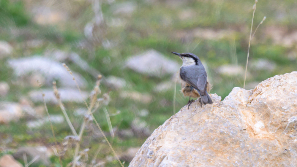 Western Rock Nuthatch