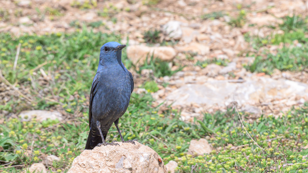 Blue Rock Thrush