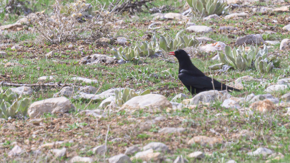 Red-billed Chough