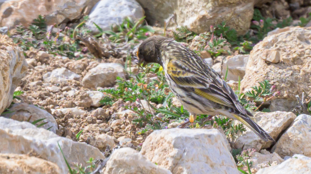 Red-fronted Serin