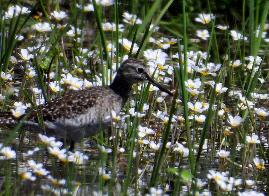 Wood Sandpiper