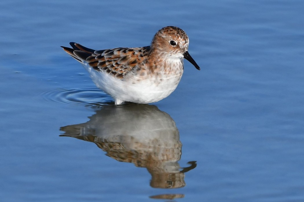Little Stint