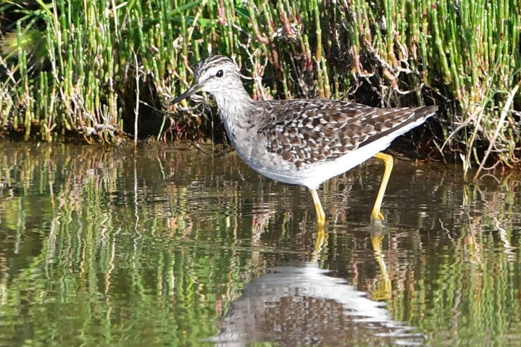 Wood Sandpiper