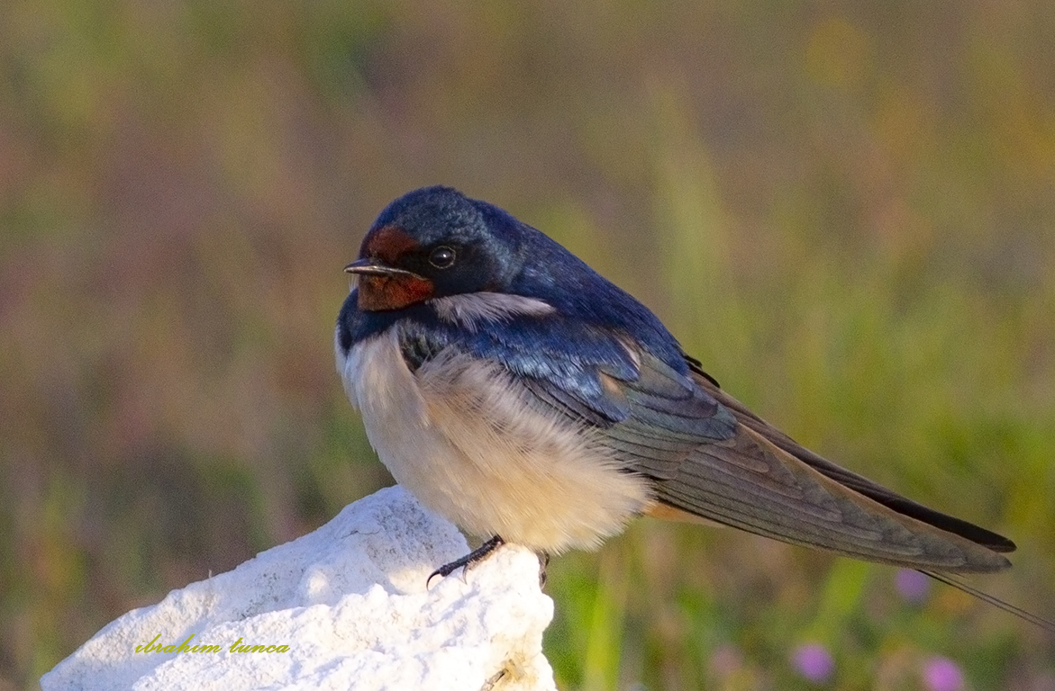 Barn Swallow