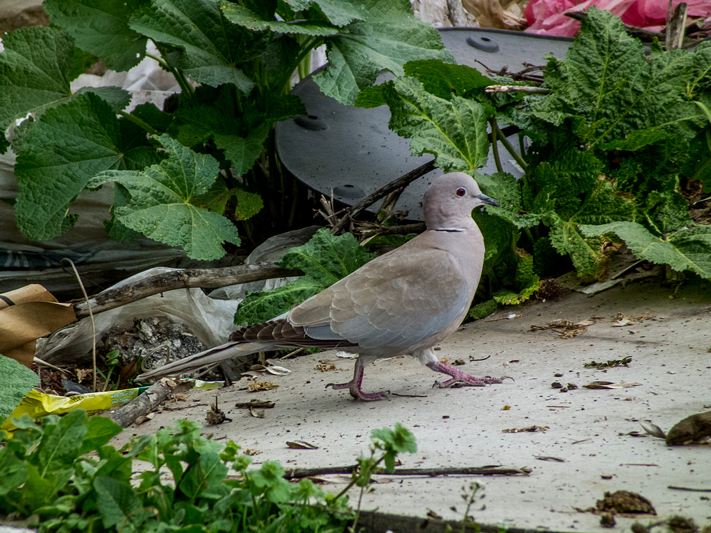 Eurasian Collared Dove