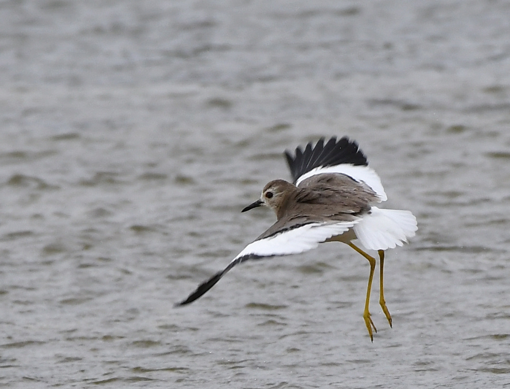 White-tailed Lapwing