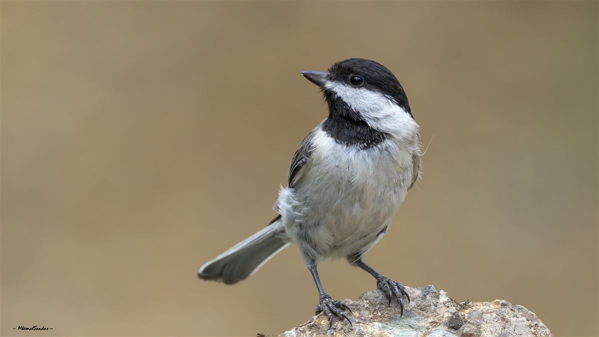 Sombre Tit
