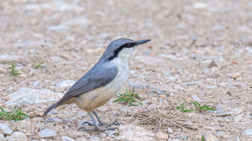 Western Rock Nuthatch