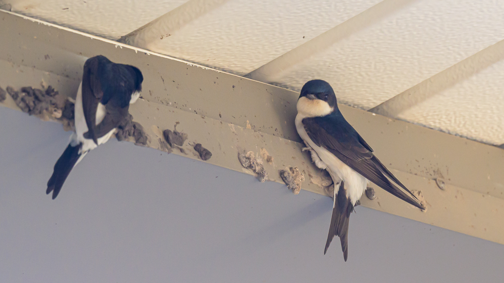 Western House Martin