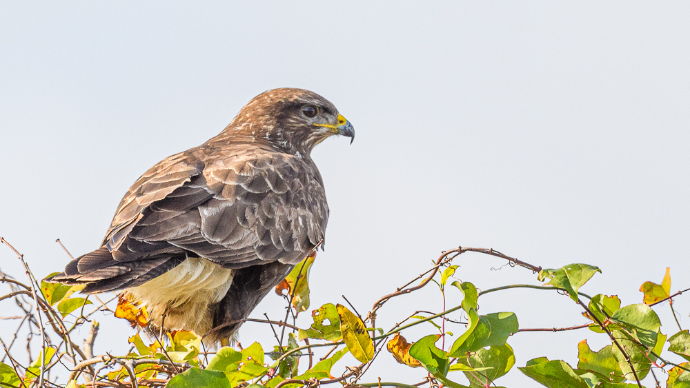 Common Buzzard