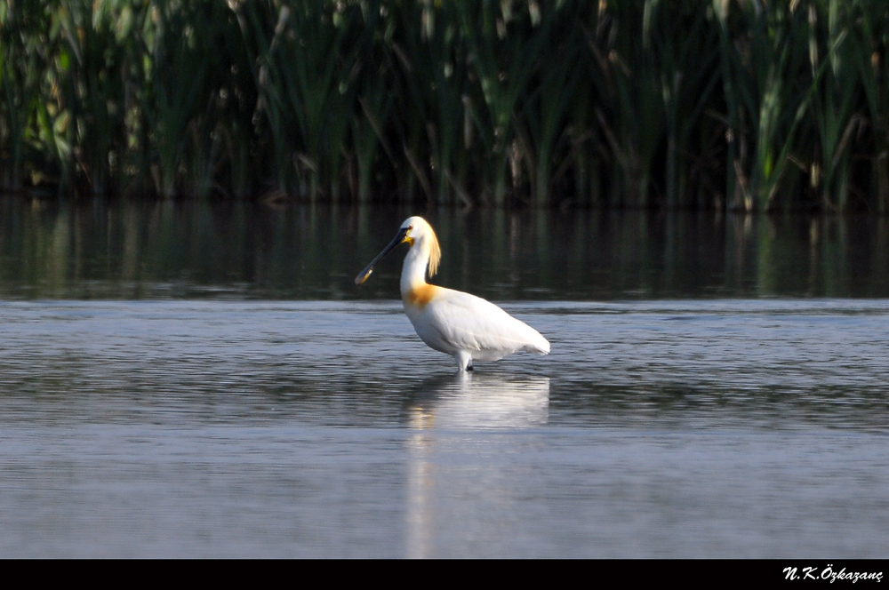 Eurasian Spoonbill