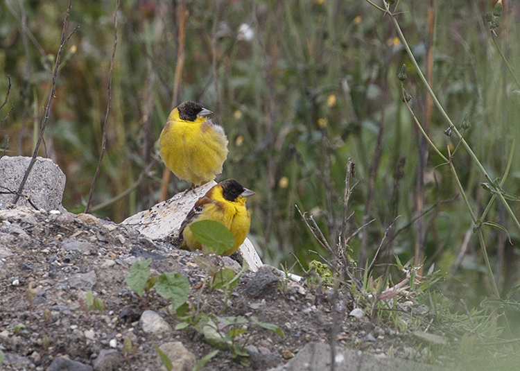 Black-headed Bunting