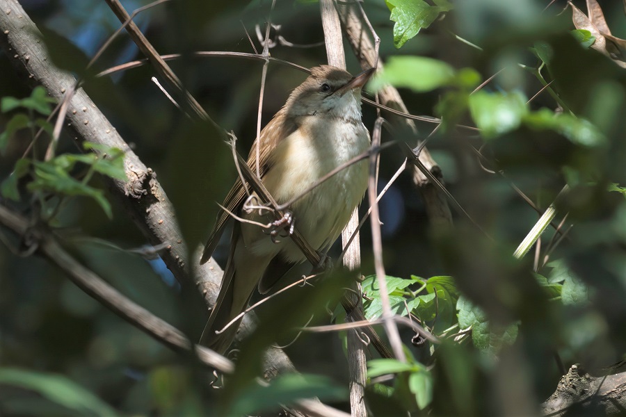 Great Reed Warbler