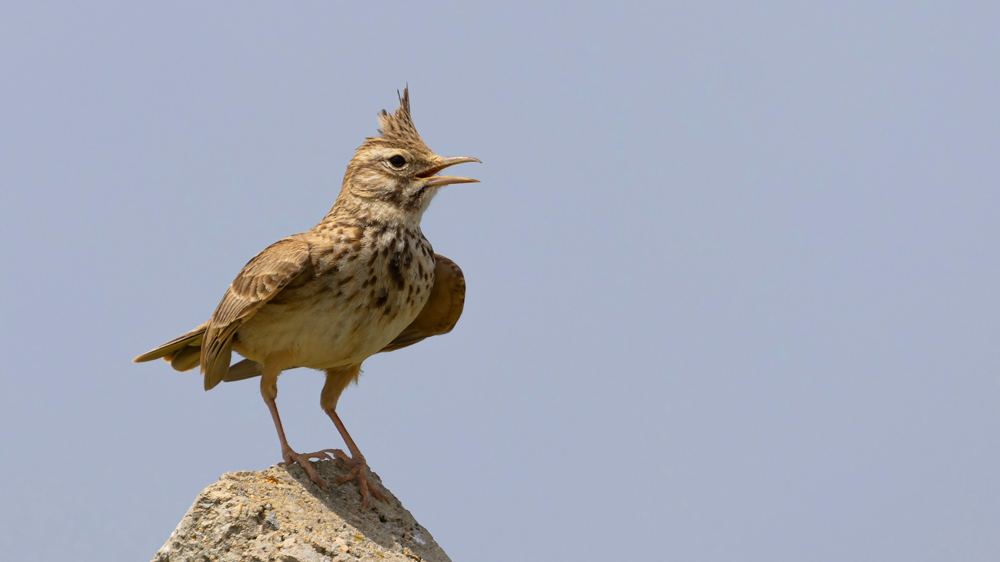 Crested Lark