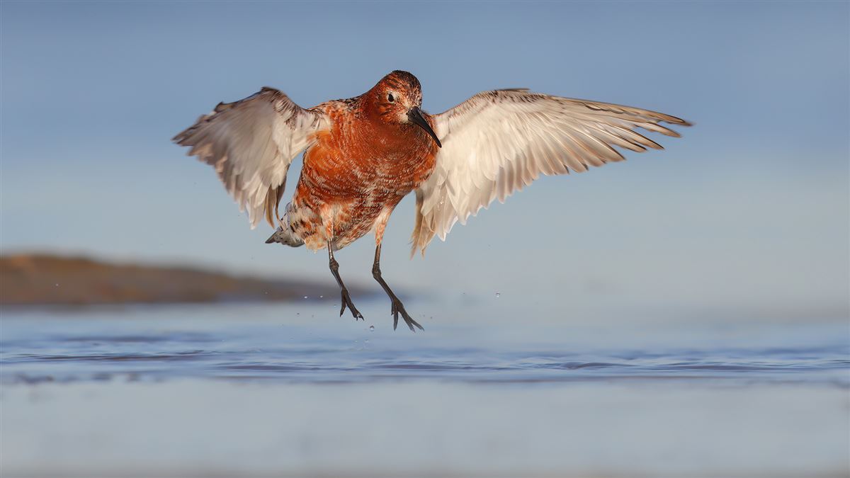 Curlew Sandpiper