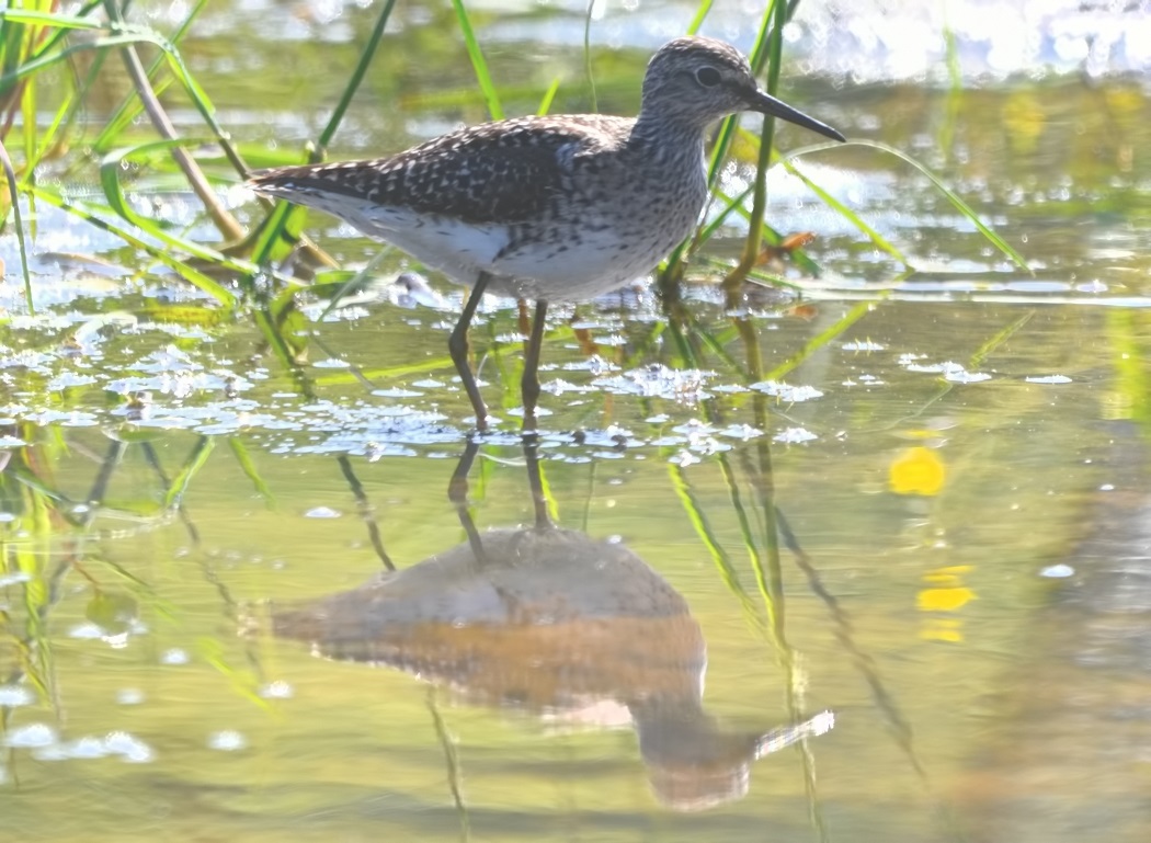 Wood Sandpiper