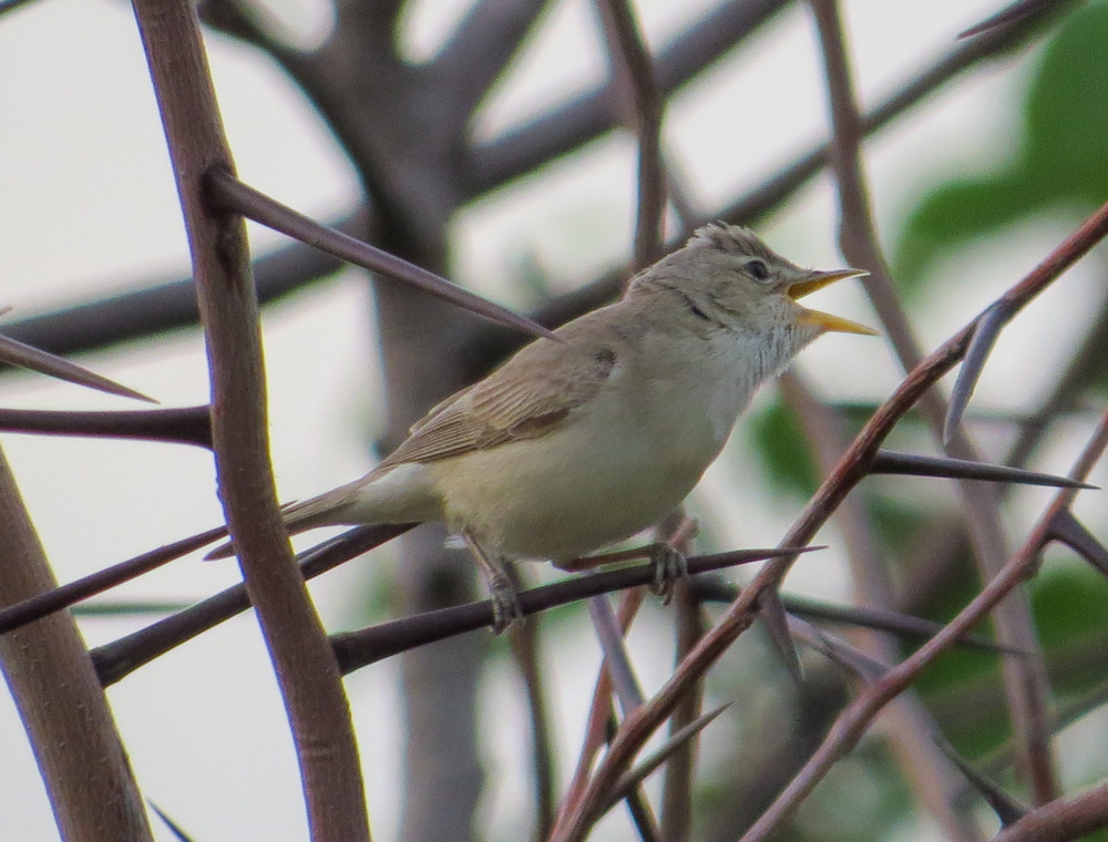Eastern Olivaceous Warbler