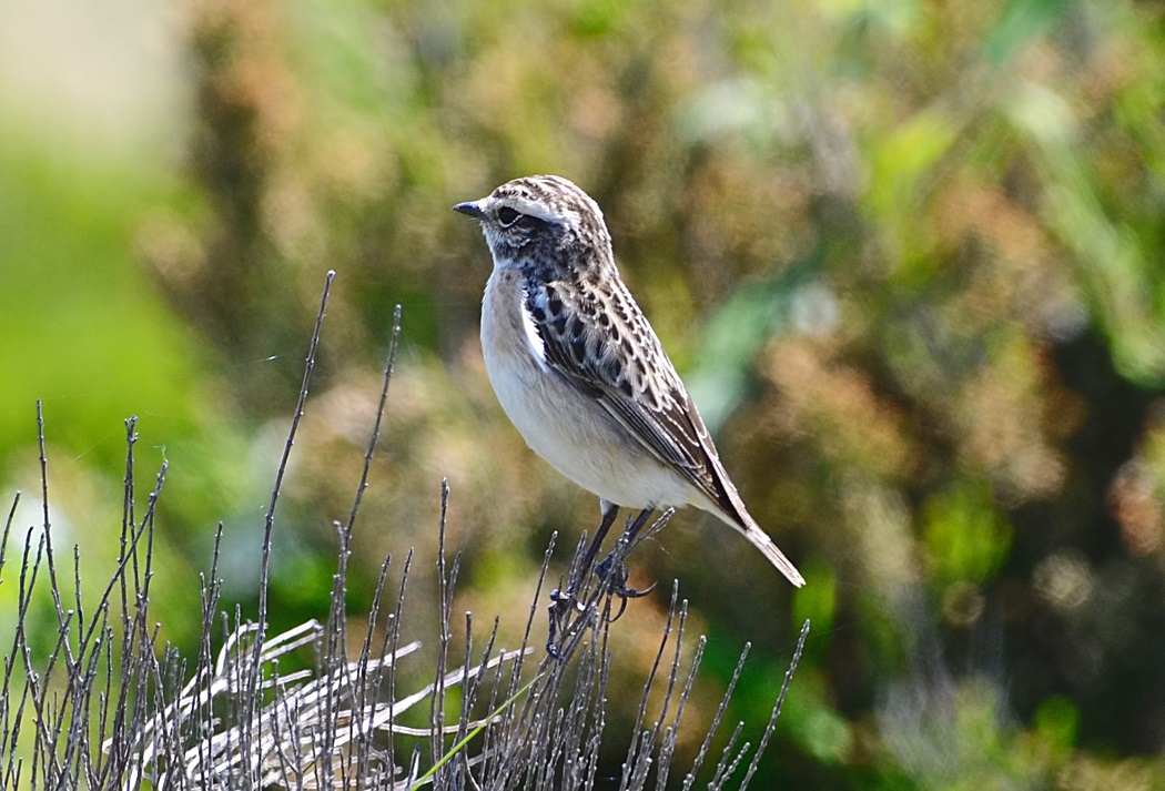 Whinchat