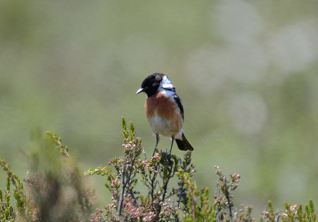 European Stonechat