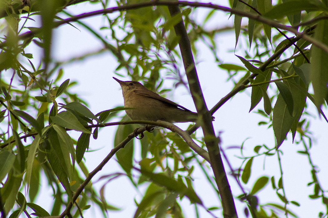 Marsh Warbler