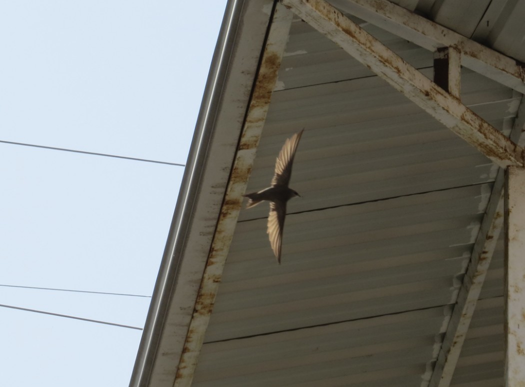 Common Swift