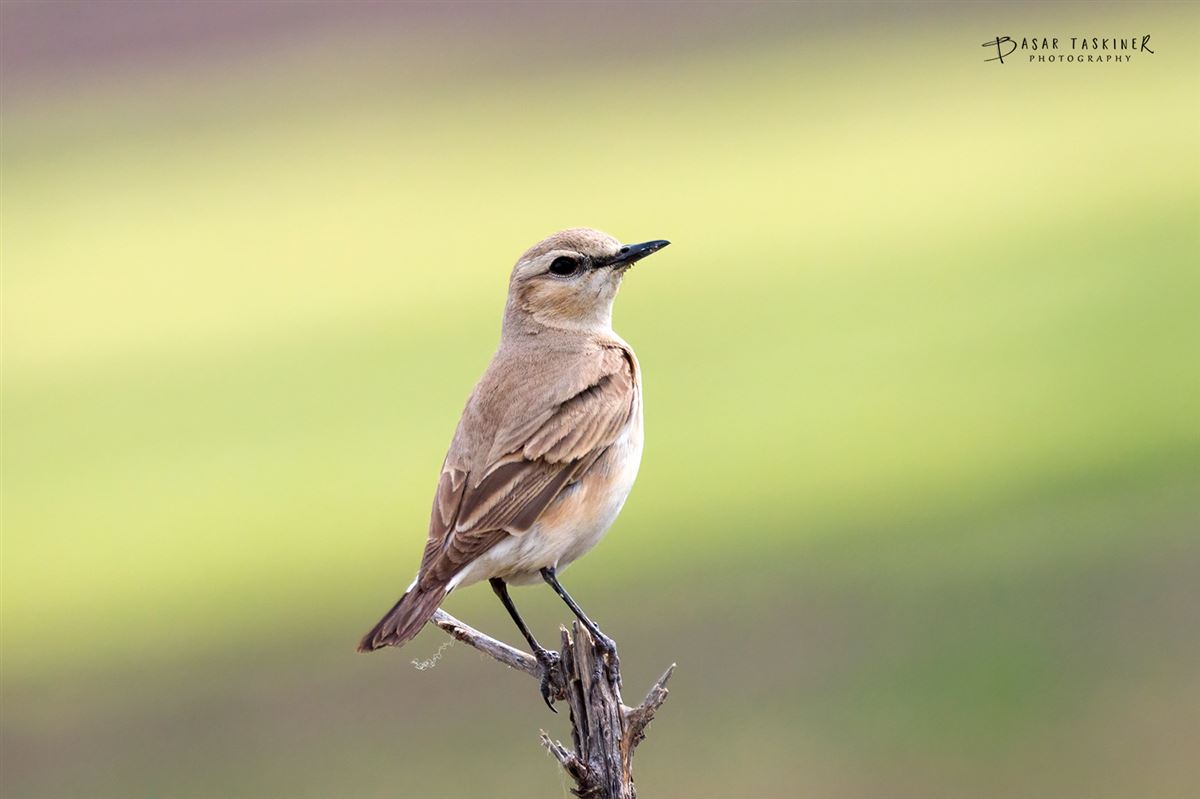 Isabelline Wheatear