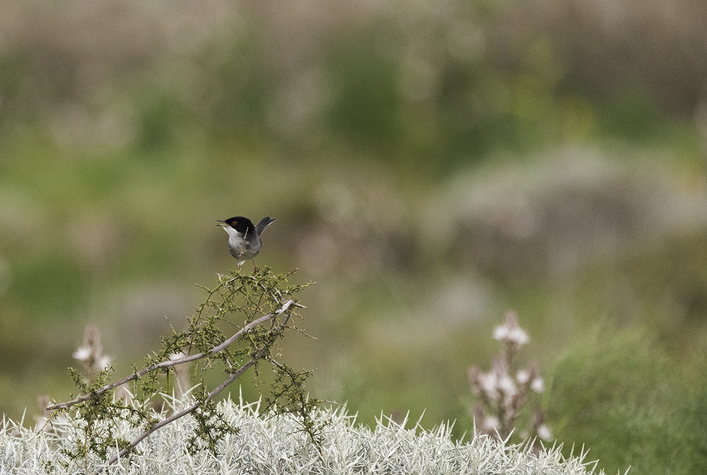 Sardinian Warbler