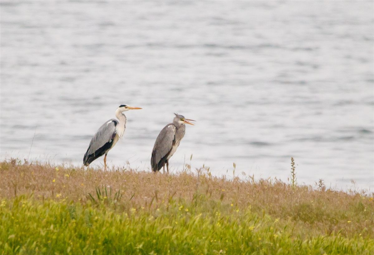 Grey Heron