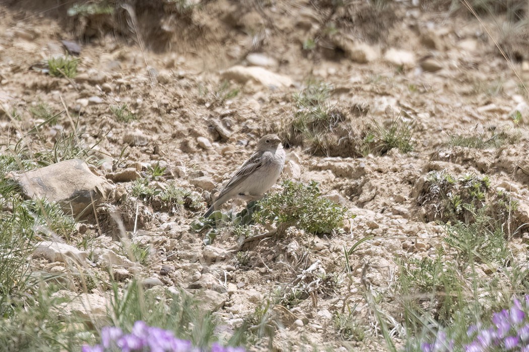 Mongolian Finch