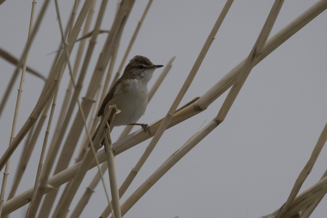 Paddyfield Warbler