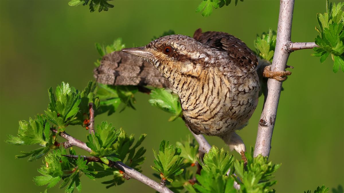 Eurasian Wryneck