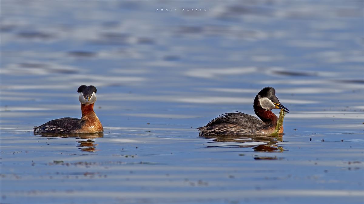 Red-necked Grebe