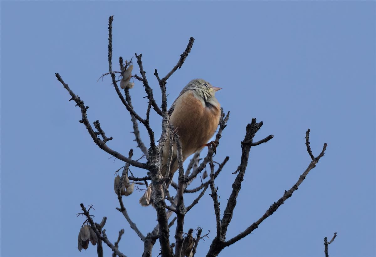 Ortolan Bunting