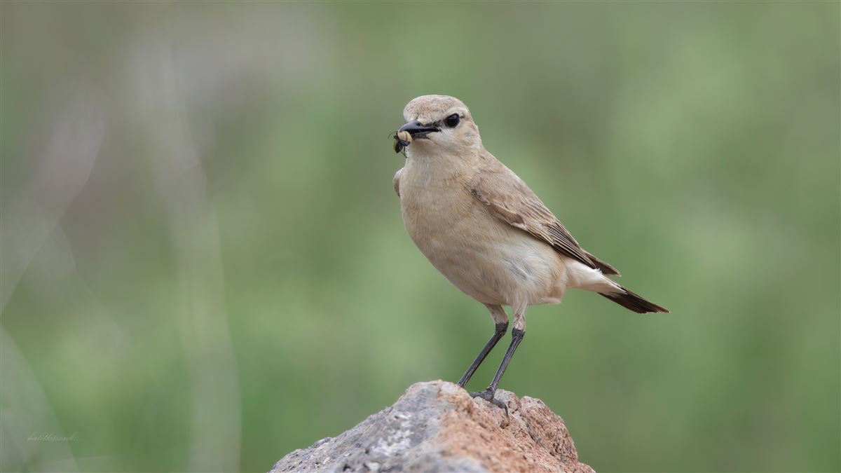 Isabelline Wheatear