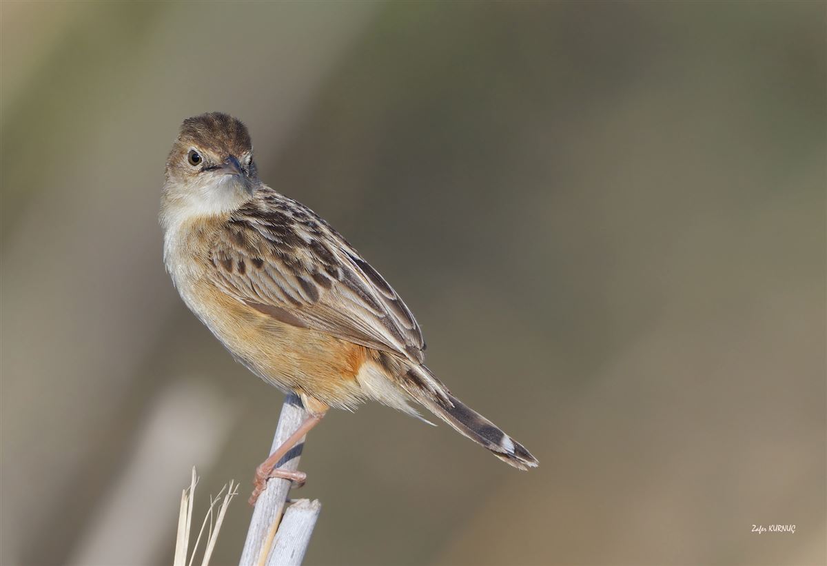 Zitting Cisticola