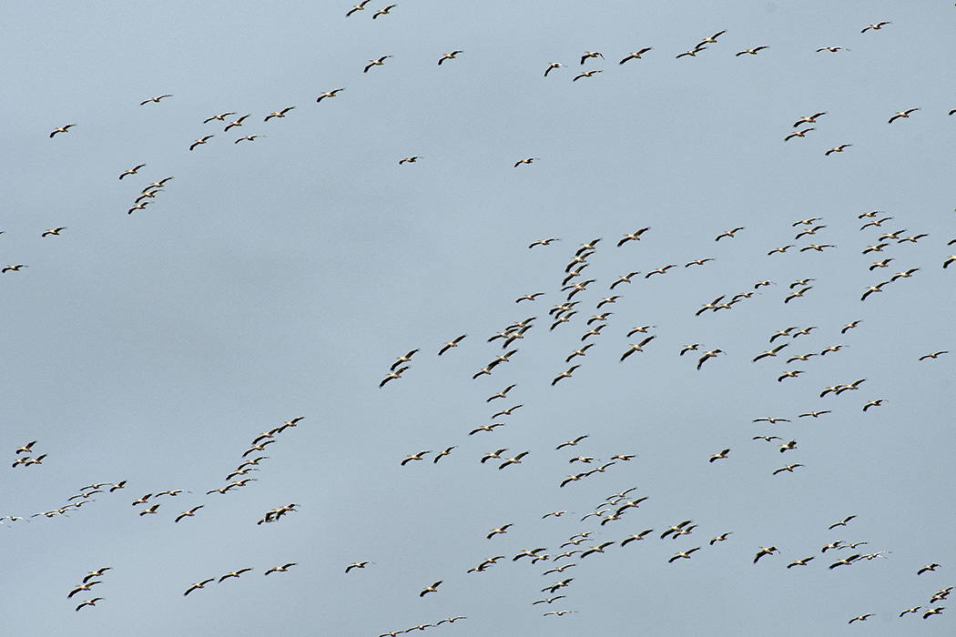 Great White Pelican