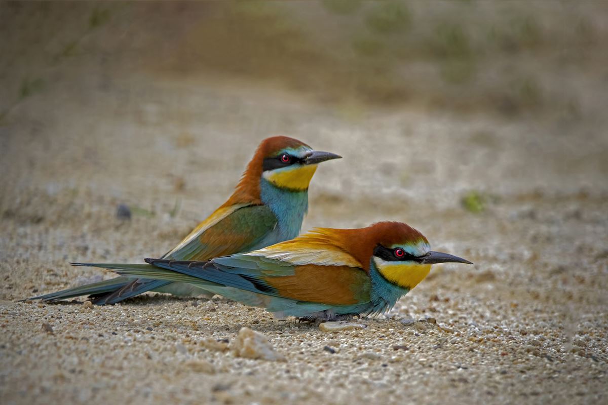 European Bee-eater
