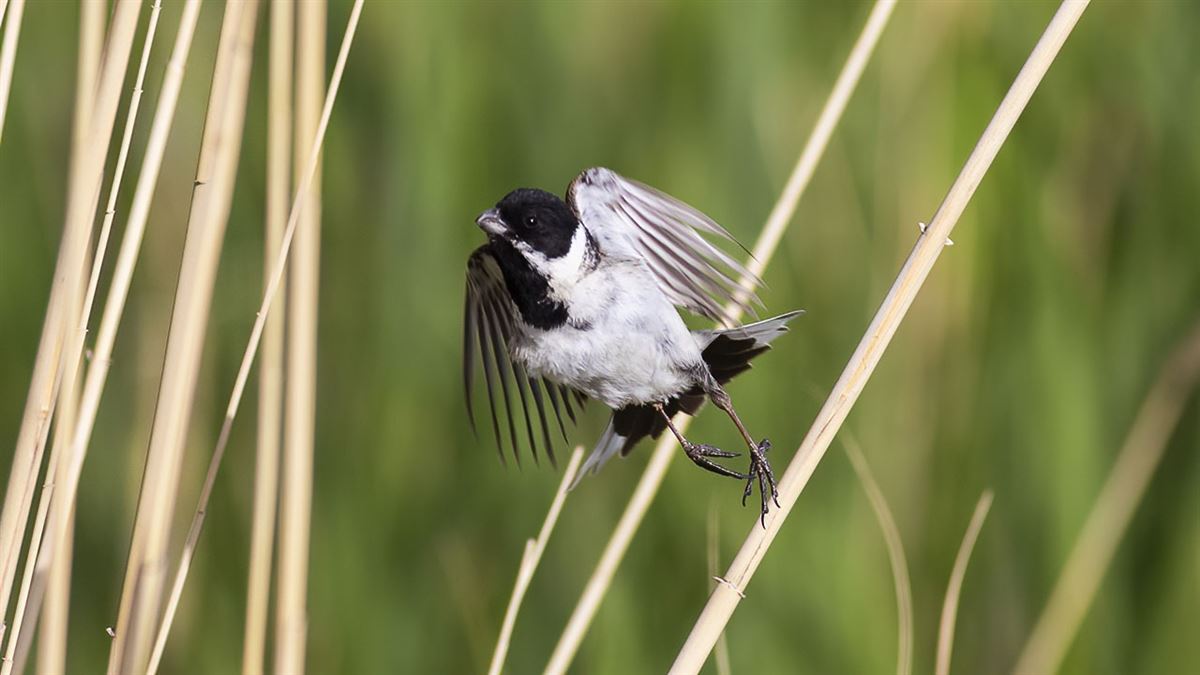 Common Reed Bunting