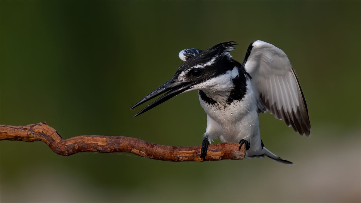 Pied Kingfisher