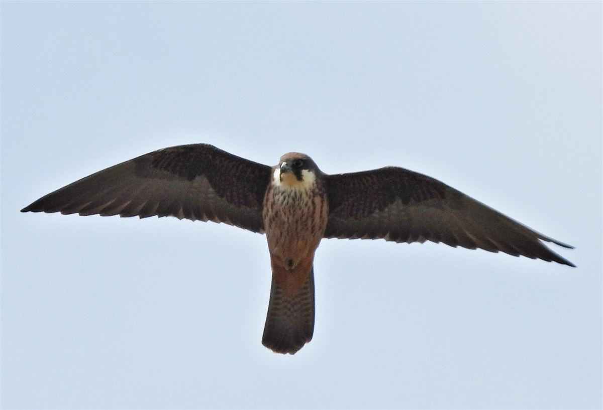 Eleonora`s Falcon
