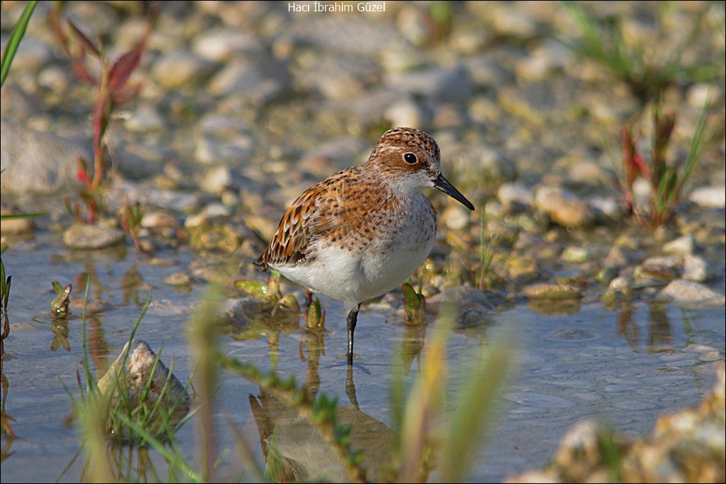 Little Stint