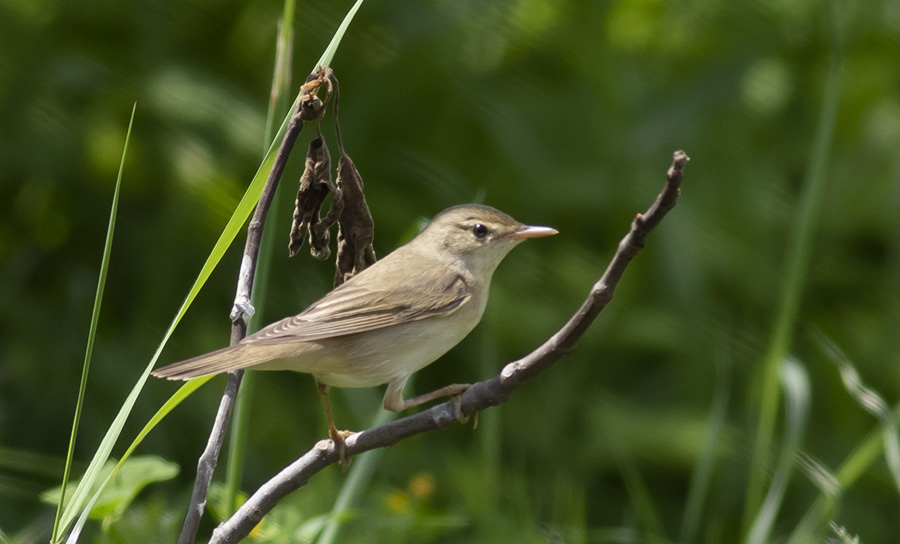 Marsh Warbler