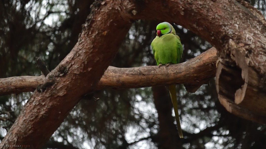 Rose-ringed Parakeet