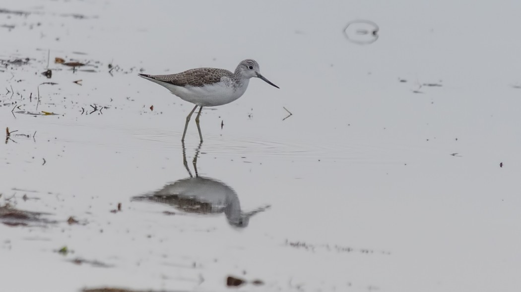 Common Greenshank