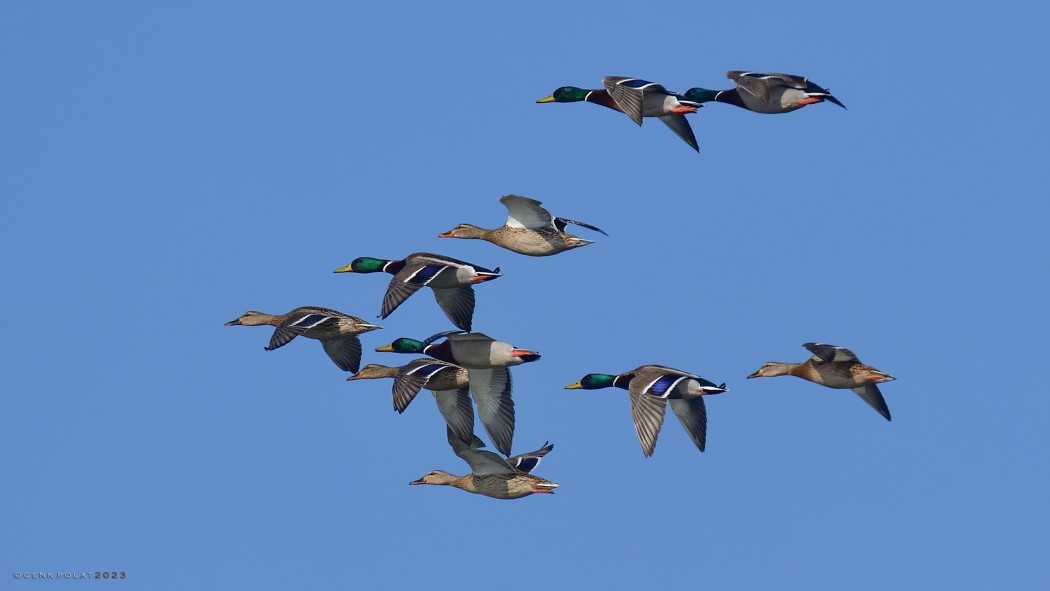 Mallard