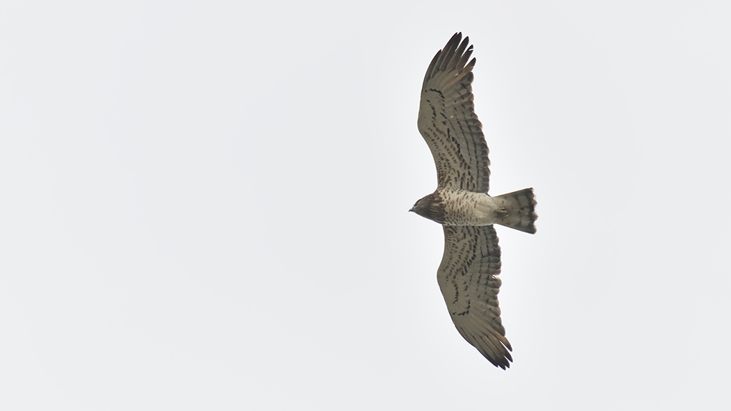 Short-toed Snake Eagle