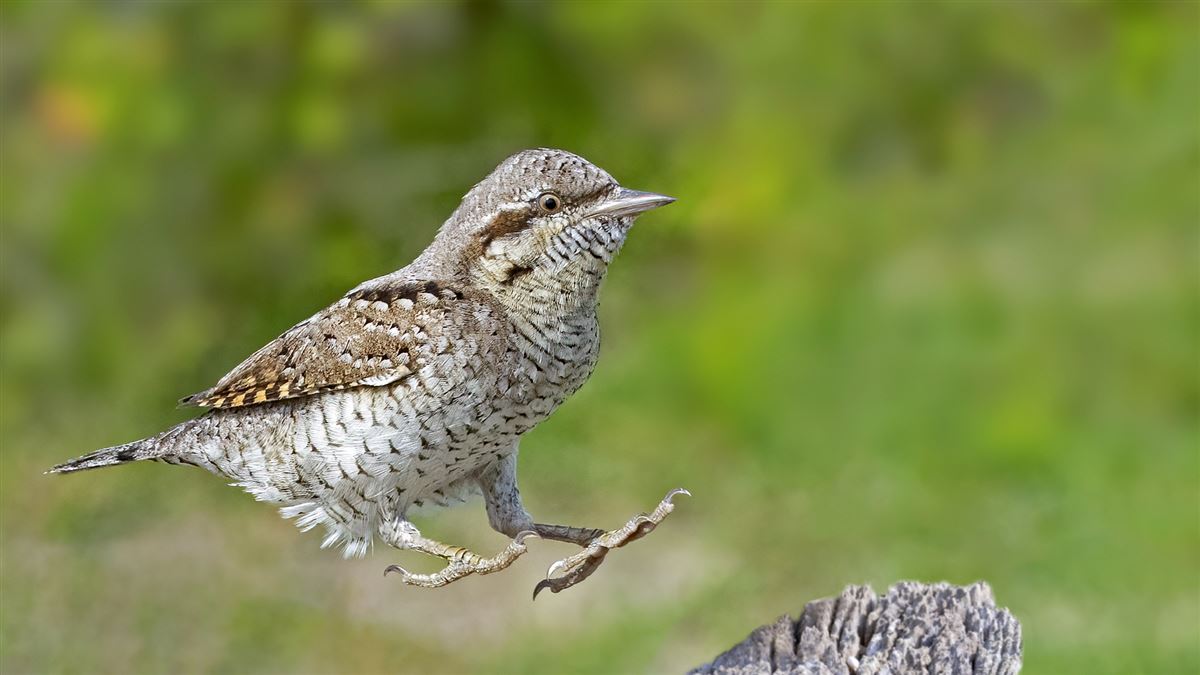 Eurasian Wryneck