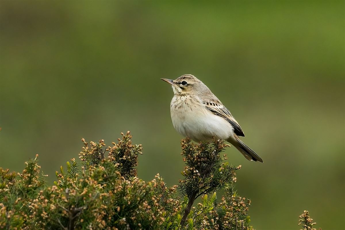 Tawny Pipit