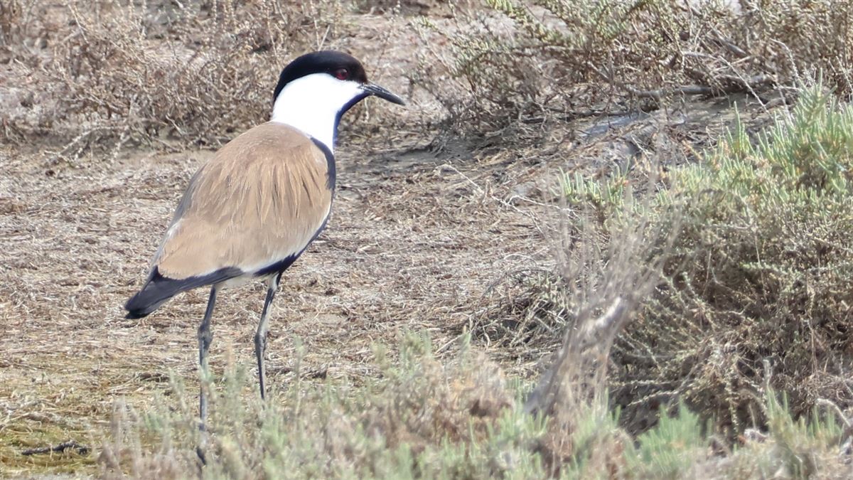 Spur-winged Lapwing